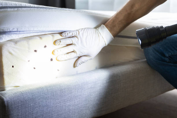 Best Residential Pest Control  in Valley Forge, TN